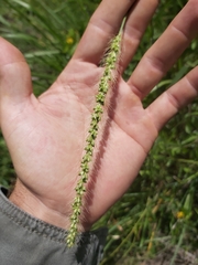 Setaria incrassata