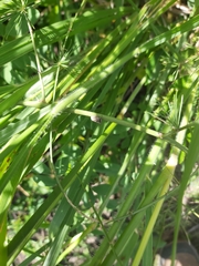 Setaria incrassata