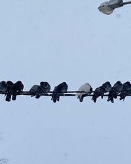 Columba livia domestica