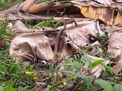 Chironius flavopictus