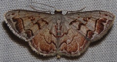Idaea fervens