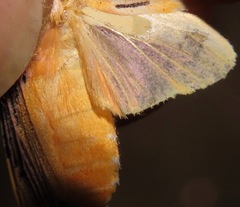 Lepidokirbyia venigera