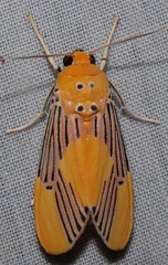 Lepidokirbyia venigera