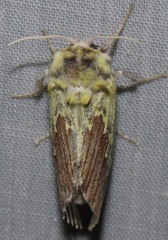 Mesoscia terminata