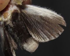 Mesoscia terminata