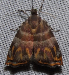 Ornarantia ophiodesma