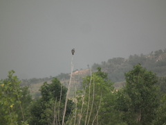 Falco amurensis
