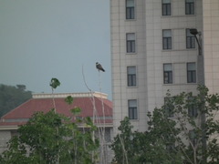 Falco amurensis