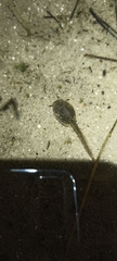 Pelodytes punctatus