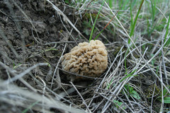 Morchella steppicola