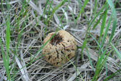 Morchella steppicola