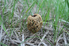 Morchella steppicola