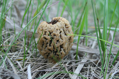 Morchella steppicola