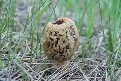 Morchella steppicola