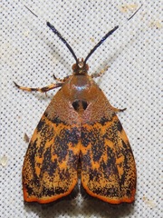 Rhobonda gaurisana