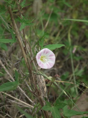 Calystegia hederacea