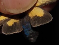 Xanthoarctia pseudameoides