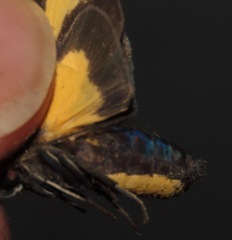 Xanthoarctia pseudameoides