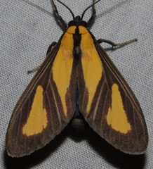 Xanthoarctia pseudameoides