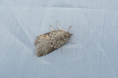 Nycteola asiatica