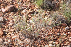 Euploca tenuifolia