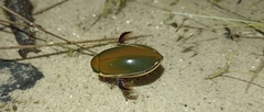 Cybister tripunctatus