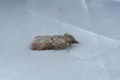 Nycteola asiatica