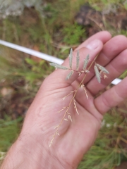 Eragrostis racemosa