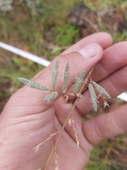 Eragrostis racemosa