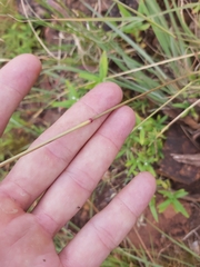 Eragrostis racemosa