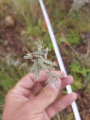 Eragrostis racemosa