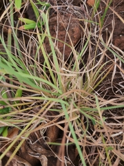 Eragrostis racemosa