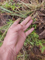 Eragrostis racemosa
