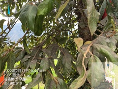 Ficus pumila awkeotsang