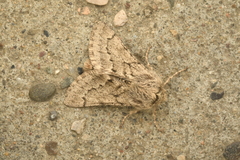Apocheima cinerarius