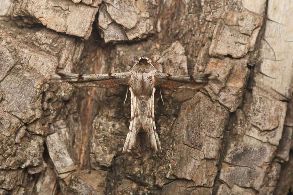 Apochima excavata