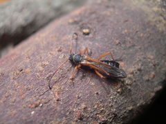 Callisphyris ficheti