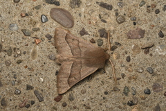 Metacrocallis vernalis