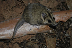 Sminthopsis macroura