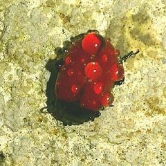 Chrysolina lucida