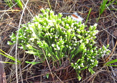 Lachnaea grandiflora
