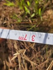 Eragrostis nindensis