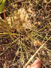 Eragrostis nindensis