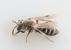Andrena argentata