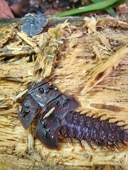 Platerodrilus ruficollis