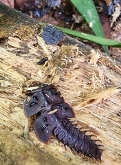 Platerodrilus ruficollis