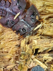 Platerodrilus ruficollis