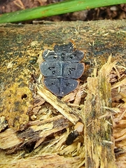 Platerodrilus ruficollis