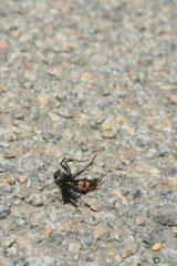 Anoplius samariensis