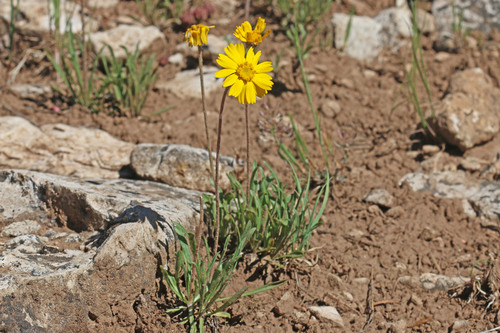 Tetraneuris acaulis var. epunctata